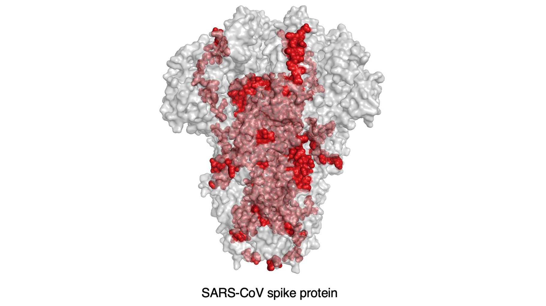 20% (red spots) of the SARS-CoV epitopes have an identical genetic match to SARS-CoV-2, they may be promising candidates for vaccine development.