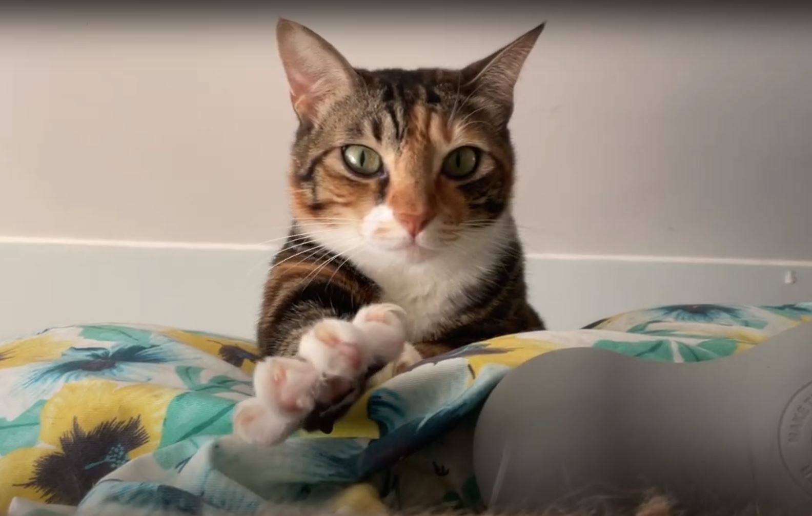 cat