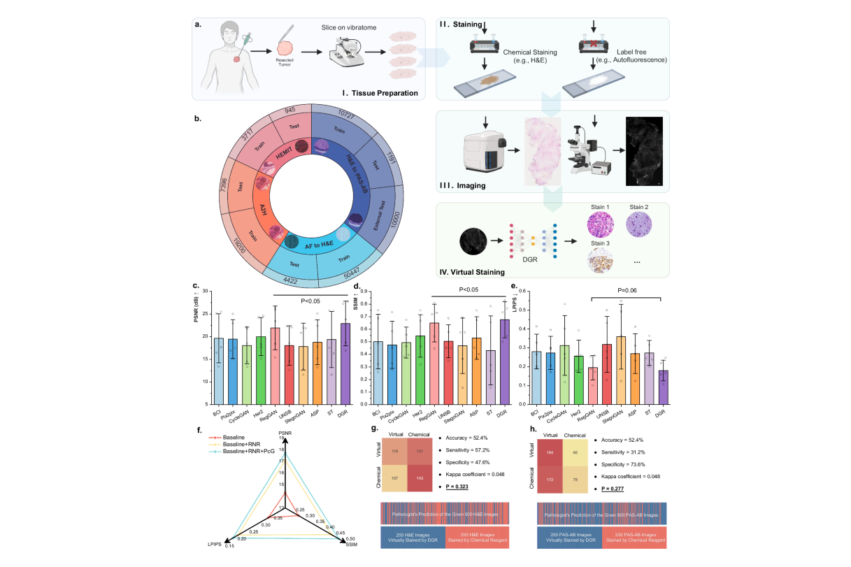 Overview of the virtual staining workflow and performance evaluation